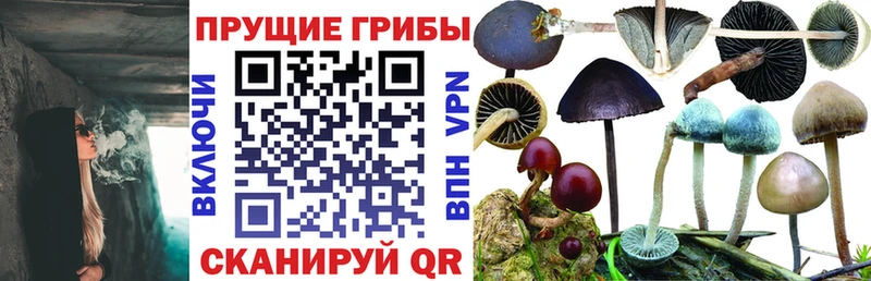 Галлюциногенные грибы Cubensis  shop наркотические препараты  Барнаул 